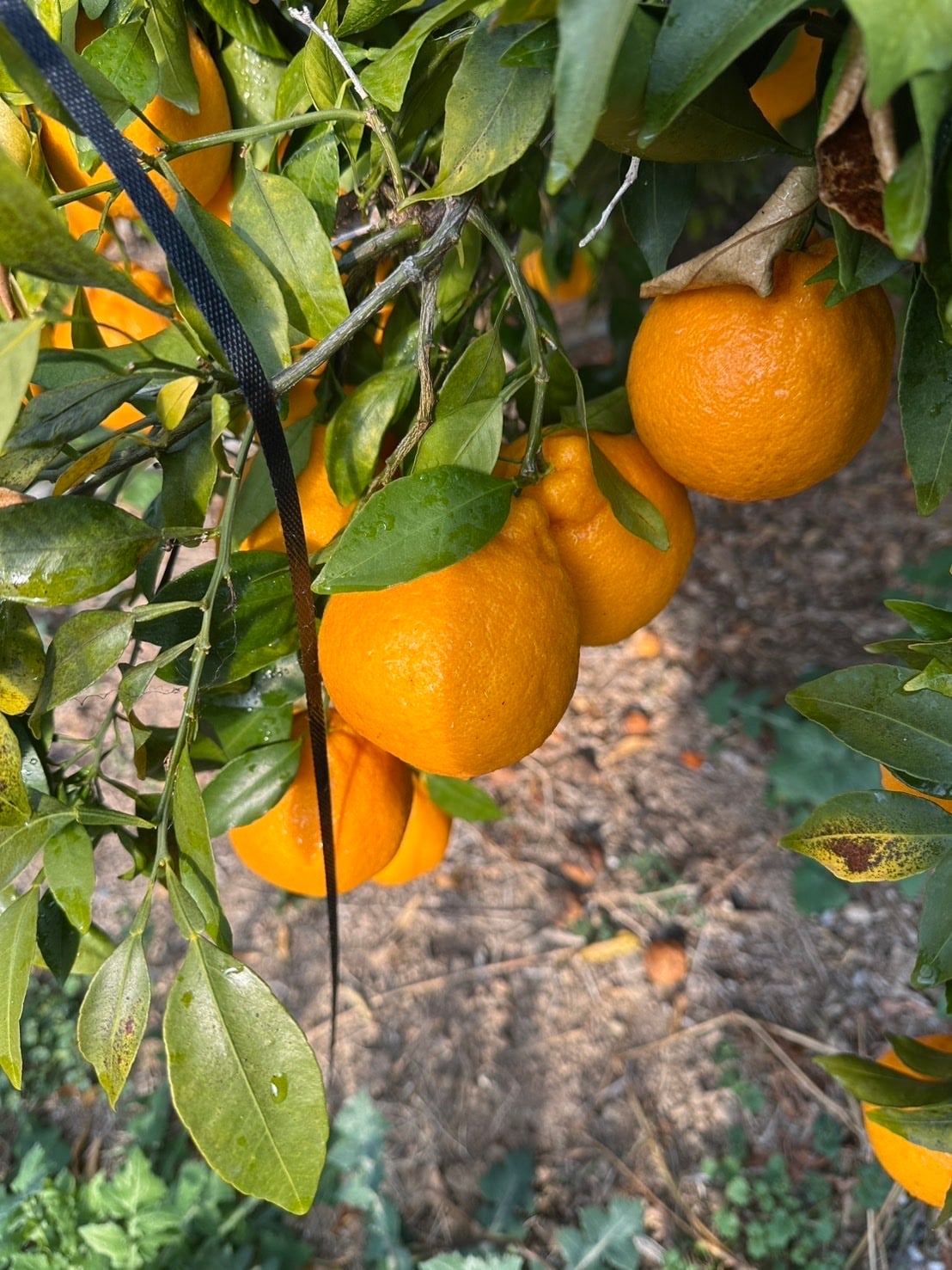 おおいた温泉みかん～葉付きデコポン約3㎏（化粧箱）: まるっと完食