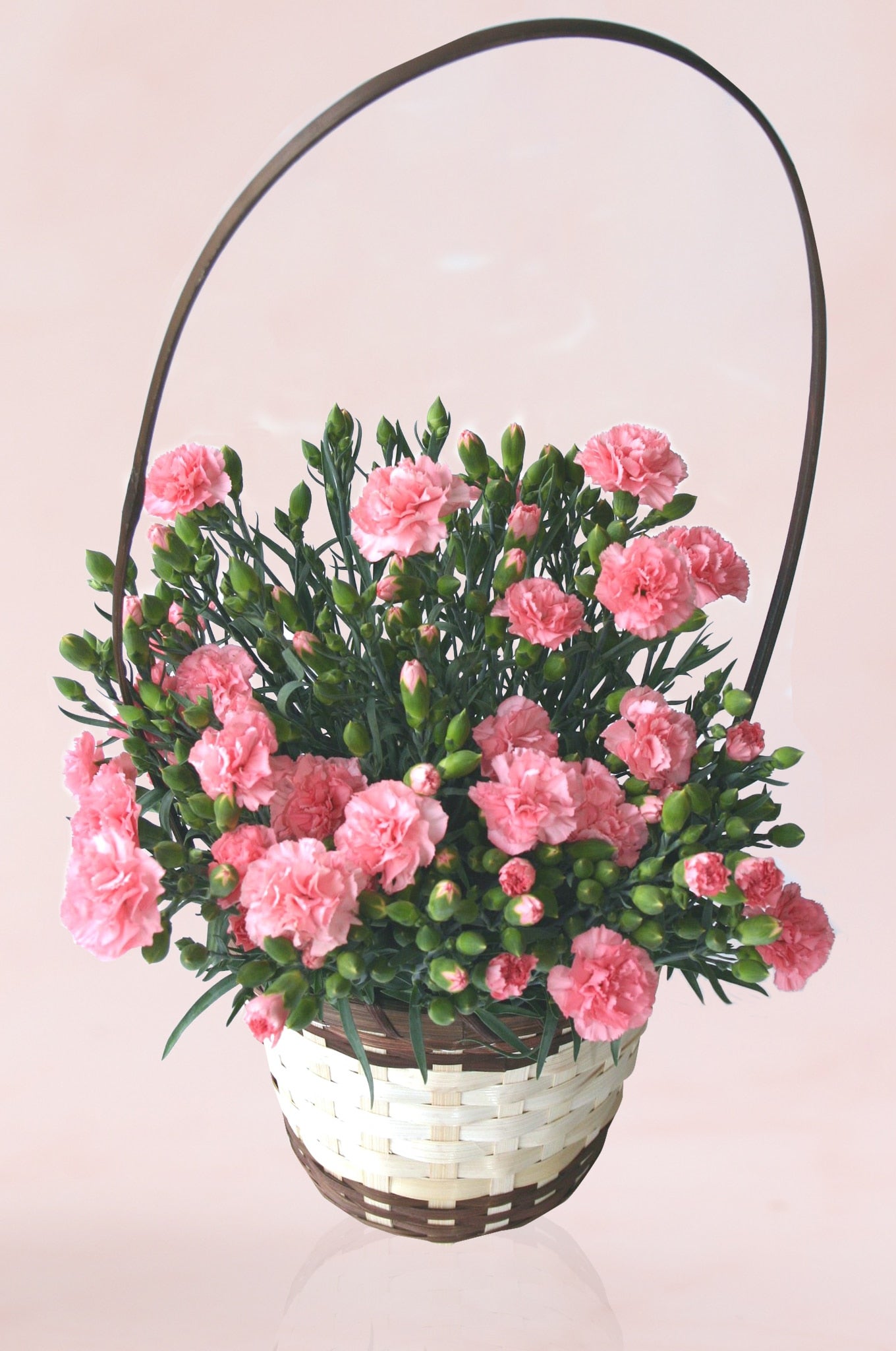 母の日】◎JA筑前あさくら カーネーション『ピンク』5号鉢 ※5/8~5/9