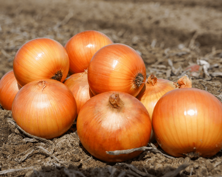 きたみらいの玉ねぎ｜JAきたみらい