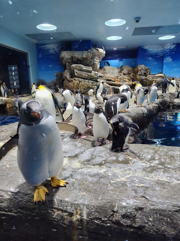 下関市立しものせき水族館・海響館のクチコミ一覧 - じゃらんnet