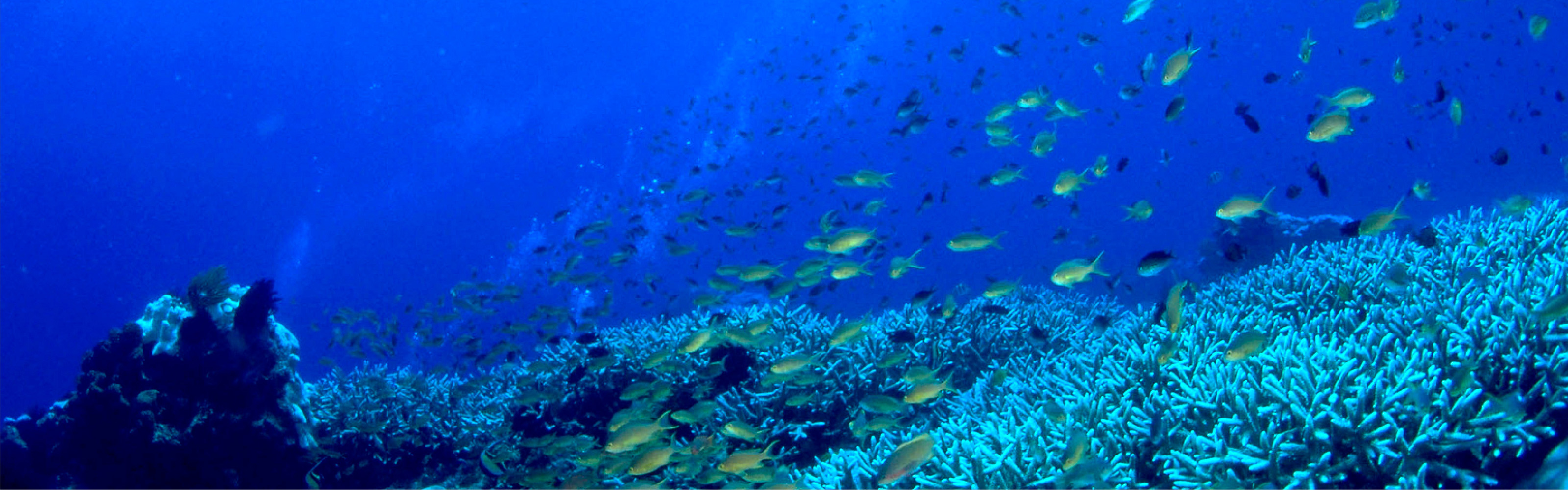 お知らせ一覧 | 日本珊瑚商工協同組合