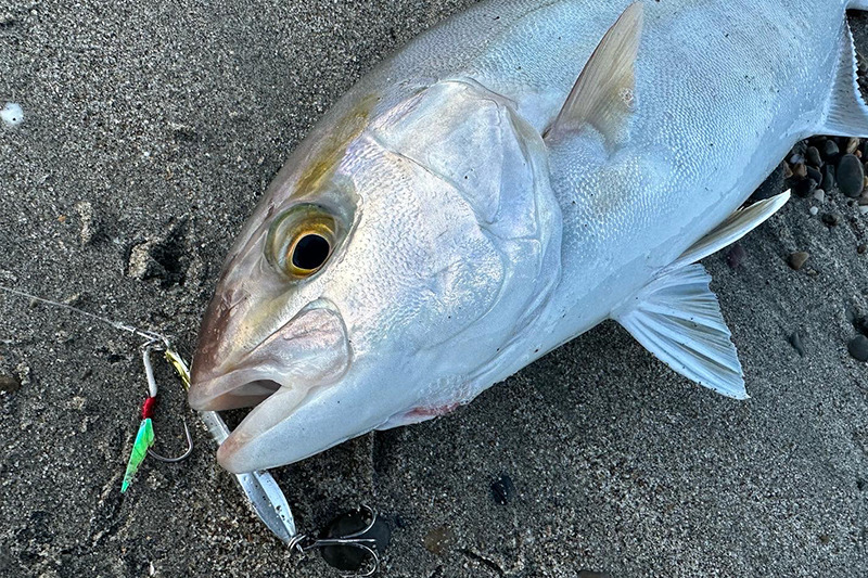 静岡サーフが熱い！様々な魚が釣れる欲張りなシーズン - SALT WATER 海