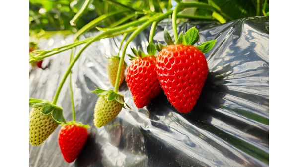 静岡県発いちご新品種「静岡16号」名前を募集中｜JAcom 農業協同組合新聞