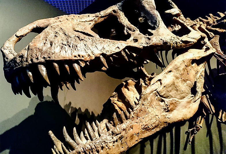 静岡】大人にも人気！6600万年前の海の巨大生物「モササウルス」の歯の