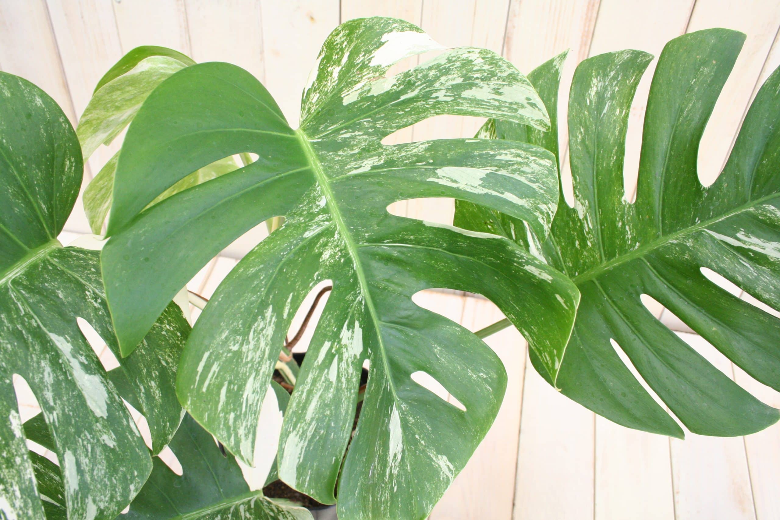 希少！】観葉植物 斑入りモンステラ-6号 - フラワーギフトなら株式会社