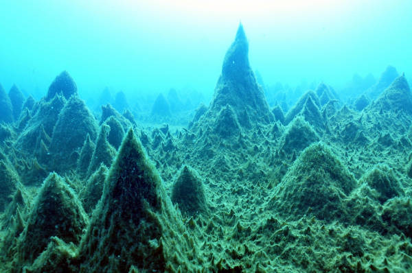 第51次南極観測隊が湖底で発見した藻類やコケ類などの…：珍しい植物