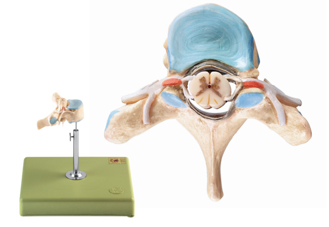 人体模型 脊髄付第2胸椎模型 ソムソ社
