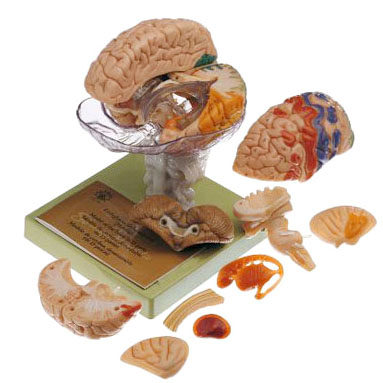 人体模型 大脳皮質部彩色/15分解脳模型 ソムソ社