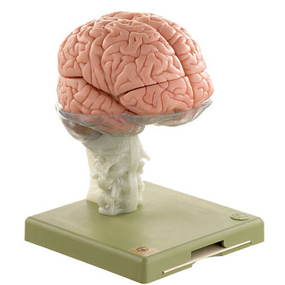 人体模型 15分解脳模型 ソムソ社