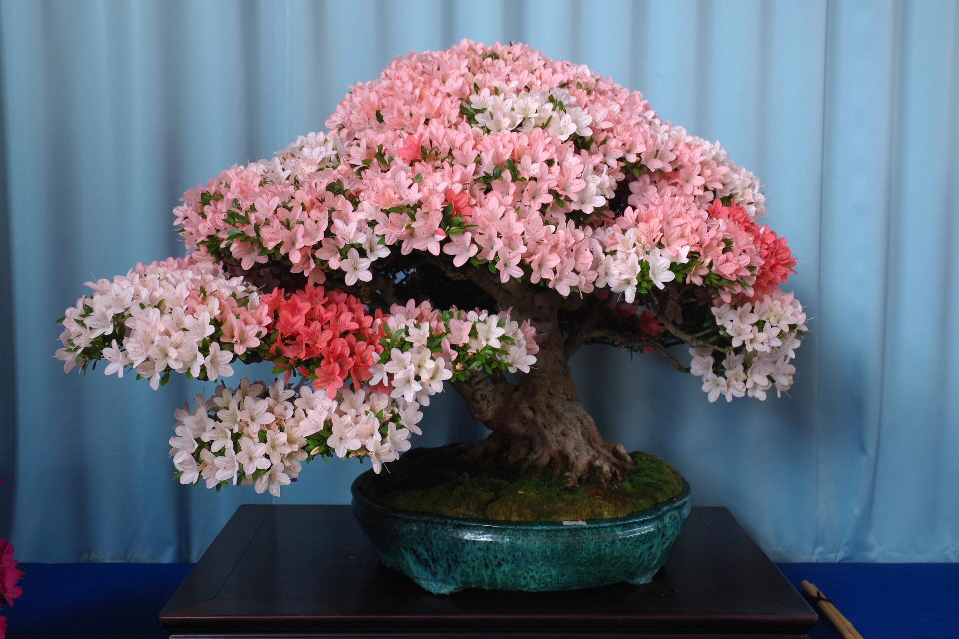 かぬまブランド “ さつき ” | ジブンスタイルかぬま