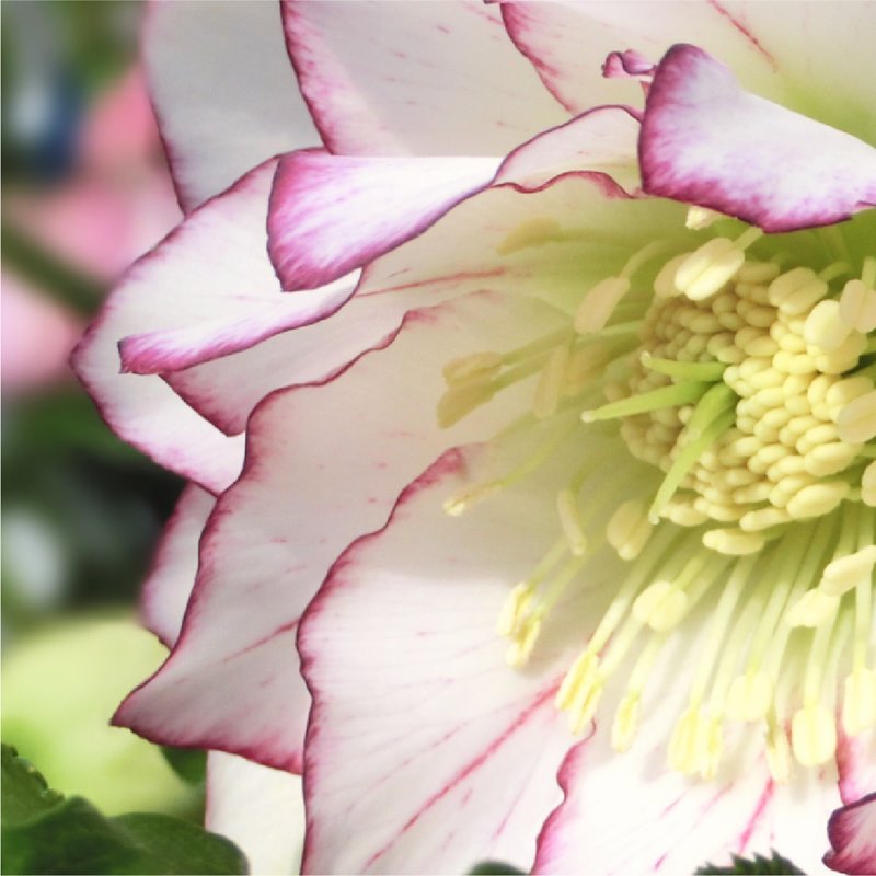 クリスマスローズ 伊勢みやび シリーズ］ 赤塚植物園オリジナル品種の