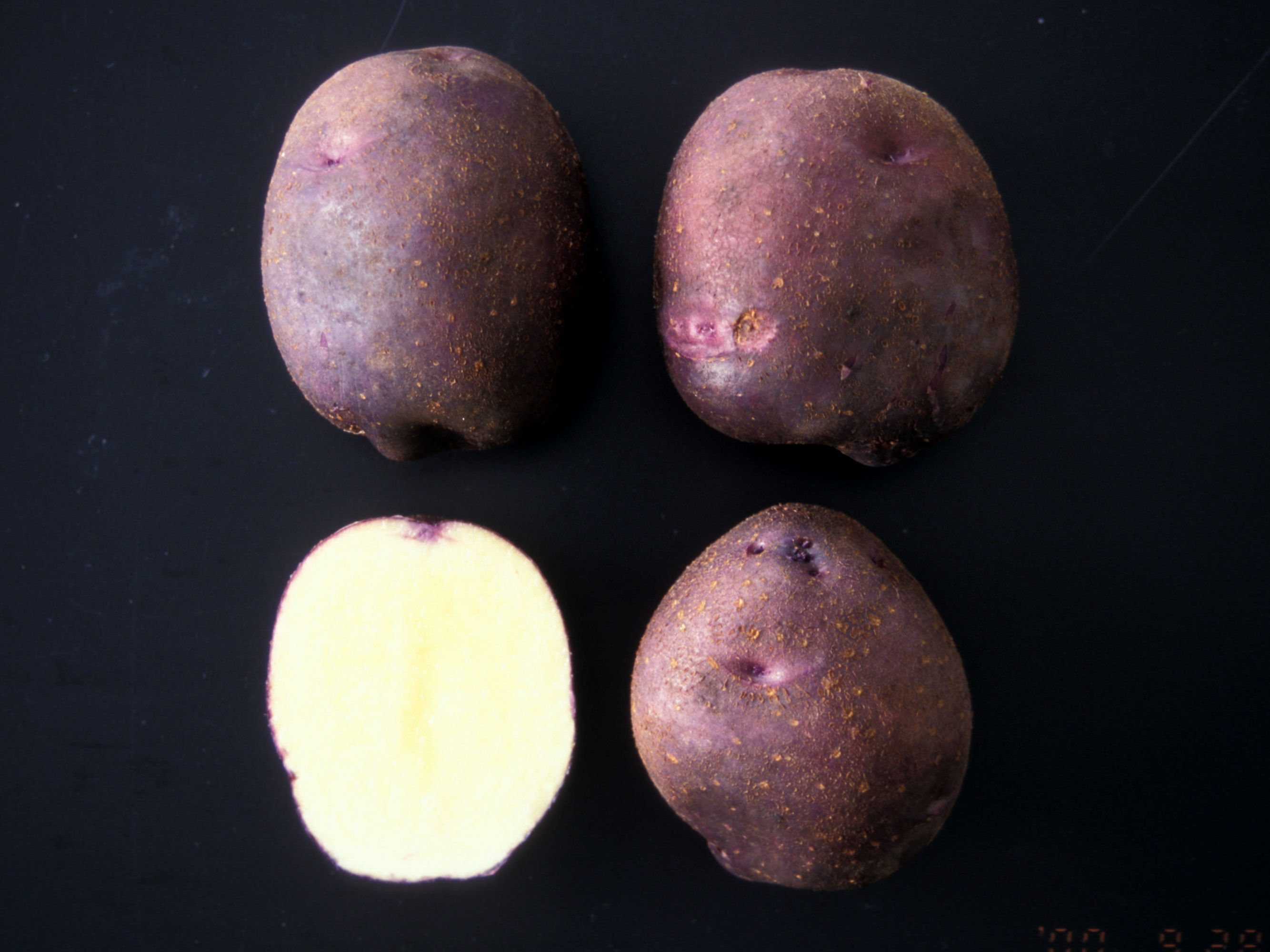 ジャガキッズ パープル 90