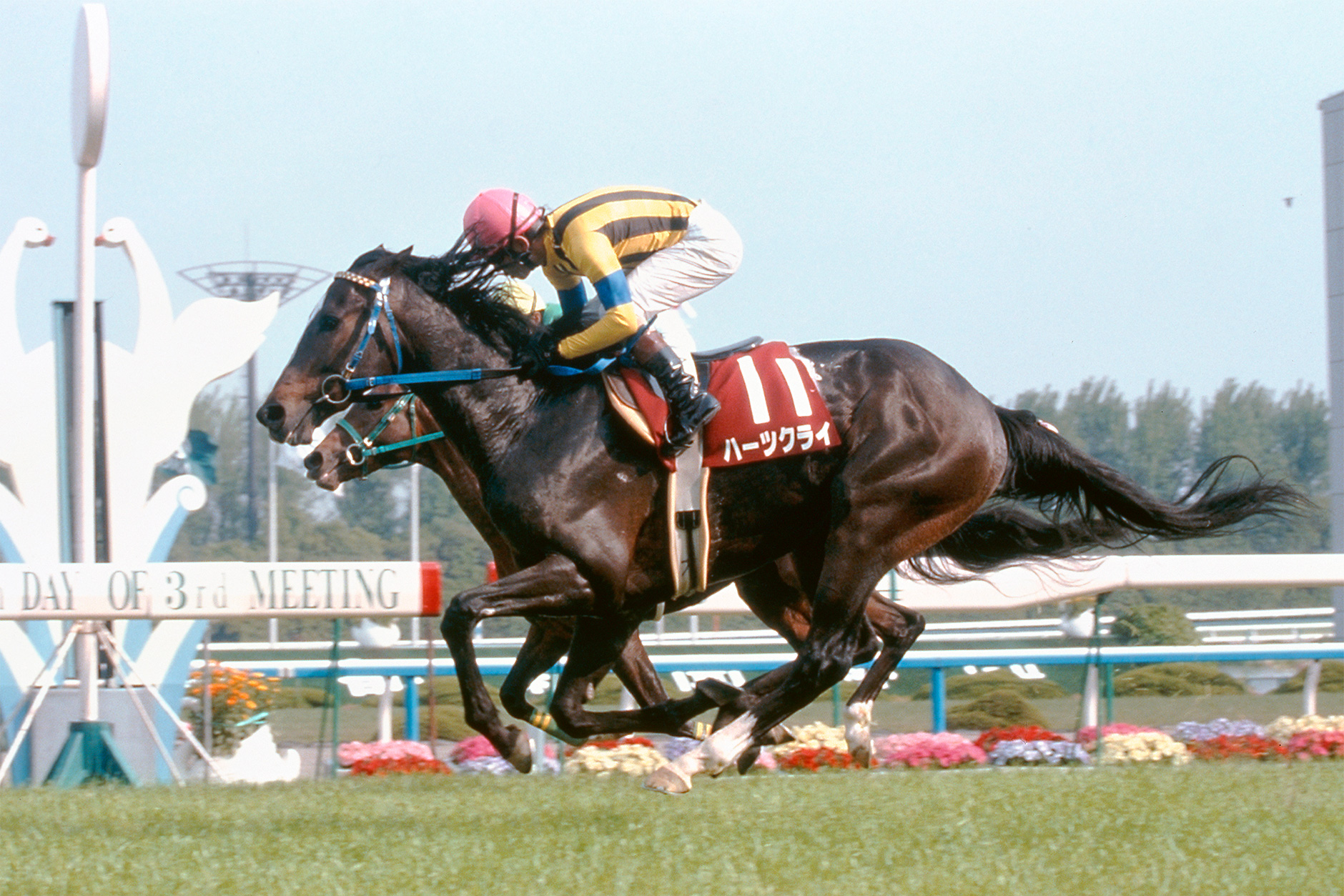 ハーツクライ｜3分でわかった気になる名馬 JRA