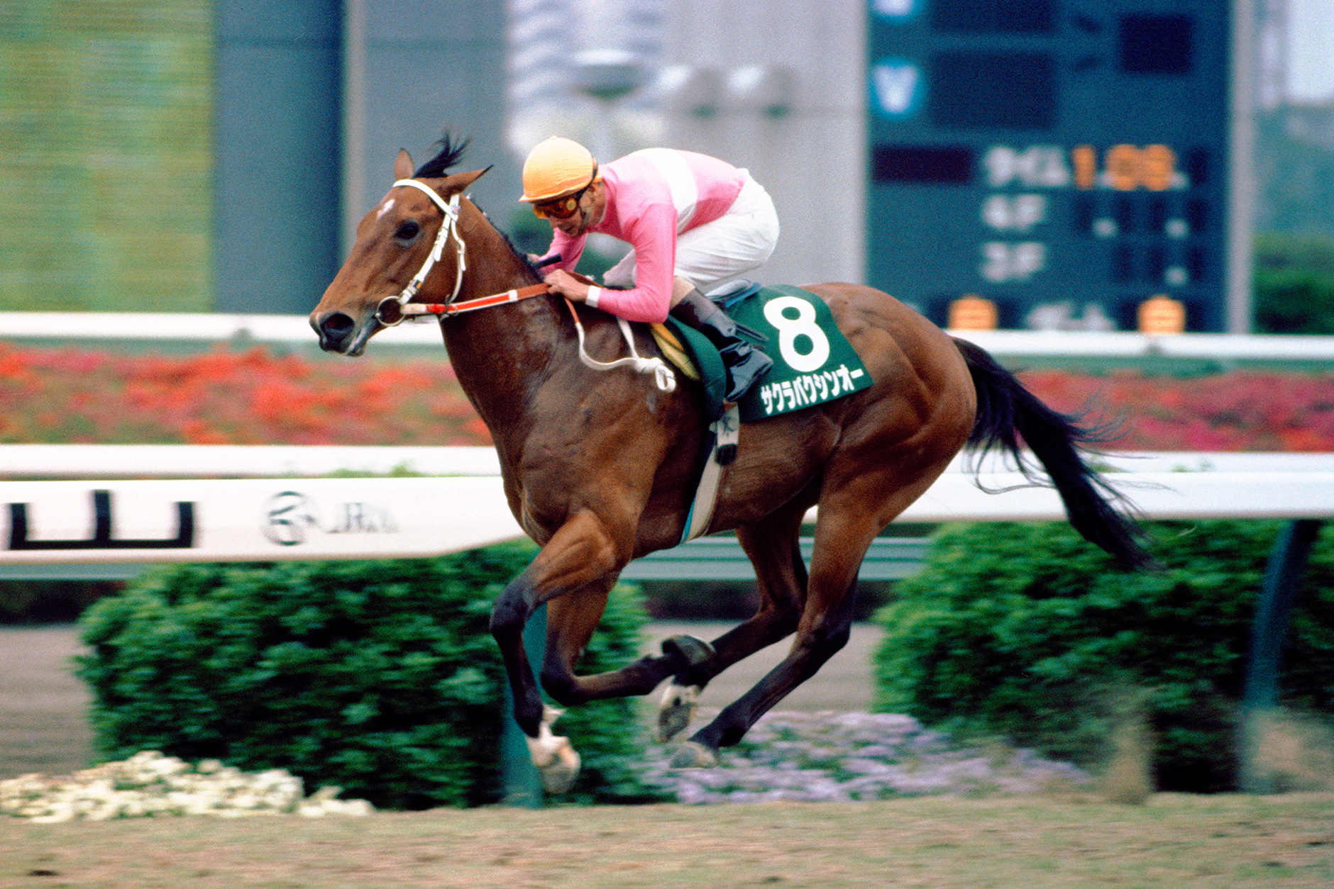 サクラバクシンオー｜3分でわかった気になる名馬 JRA