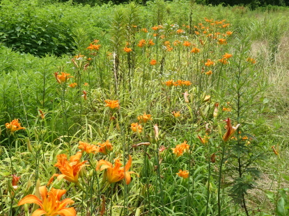 野草図鑑(ヤブカンゾウ)