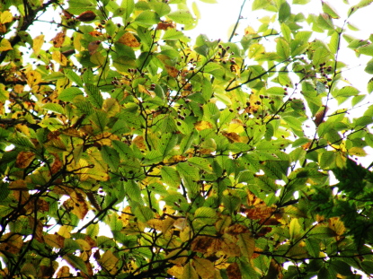 樹木図鑑(アズキナシ)