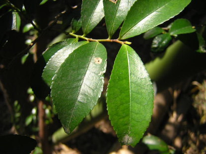 樹木図鑑(ヒサカキ)