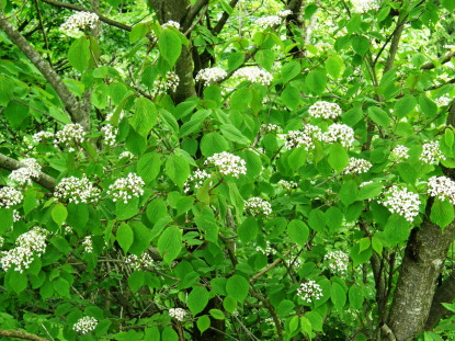 樹木図鑑(オオミヤマガマズミ)