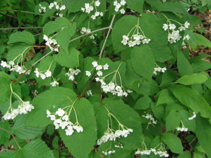 樹木図鑑(オトコヨウゾメ)