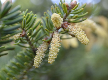 樹木図鑑(モミ)