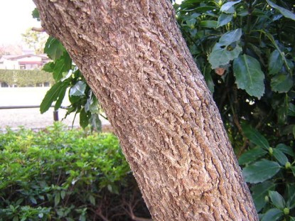 樹木図鑑(ツルウメモドキ)