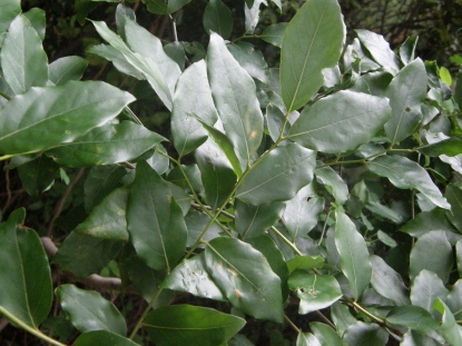 樹木図鑑(ヤマコウバシ)