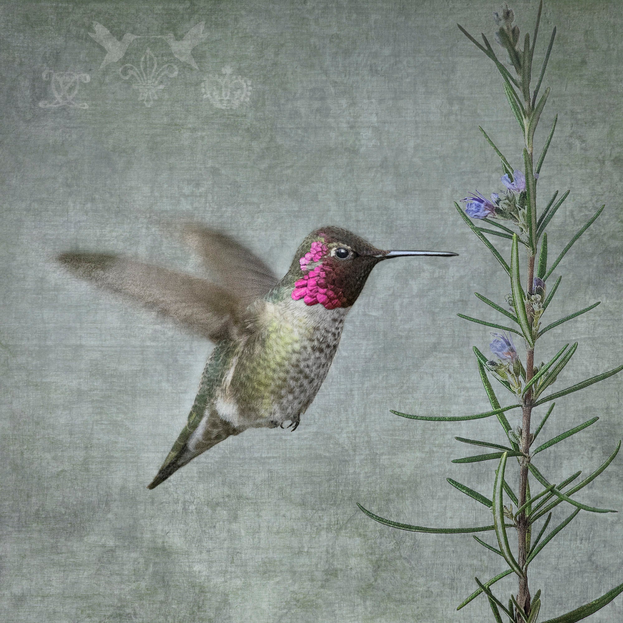 male_annas_hummingbird_flying_