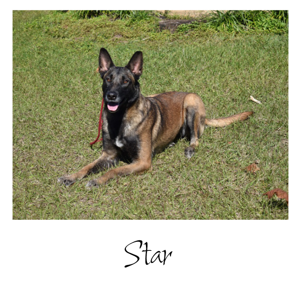 German shepherds sold | Best German Shepherds Experts - K-9