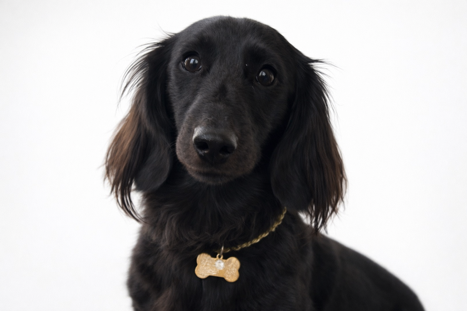 ミニチュア・ダックスフンド｜犬種｜生食フリーズドライのドッグフード