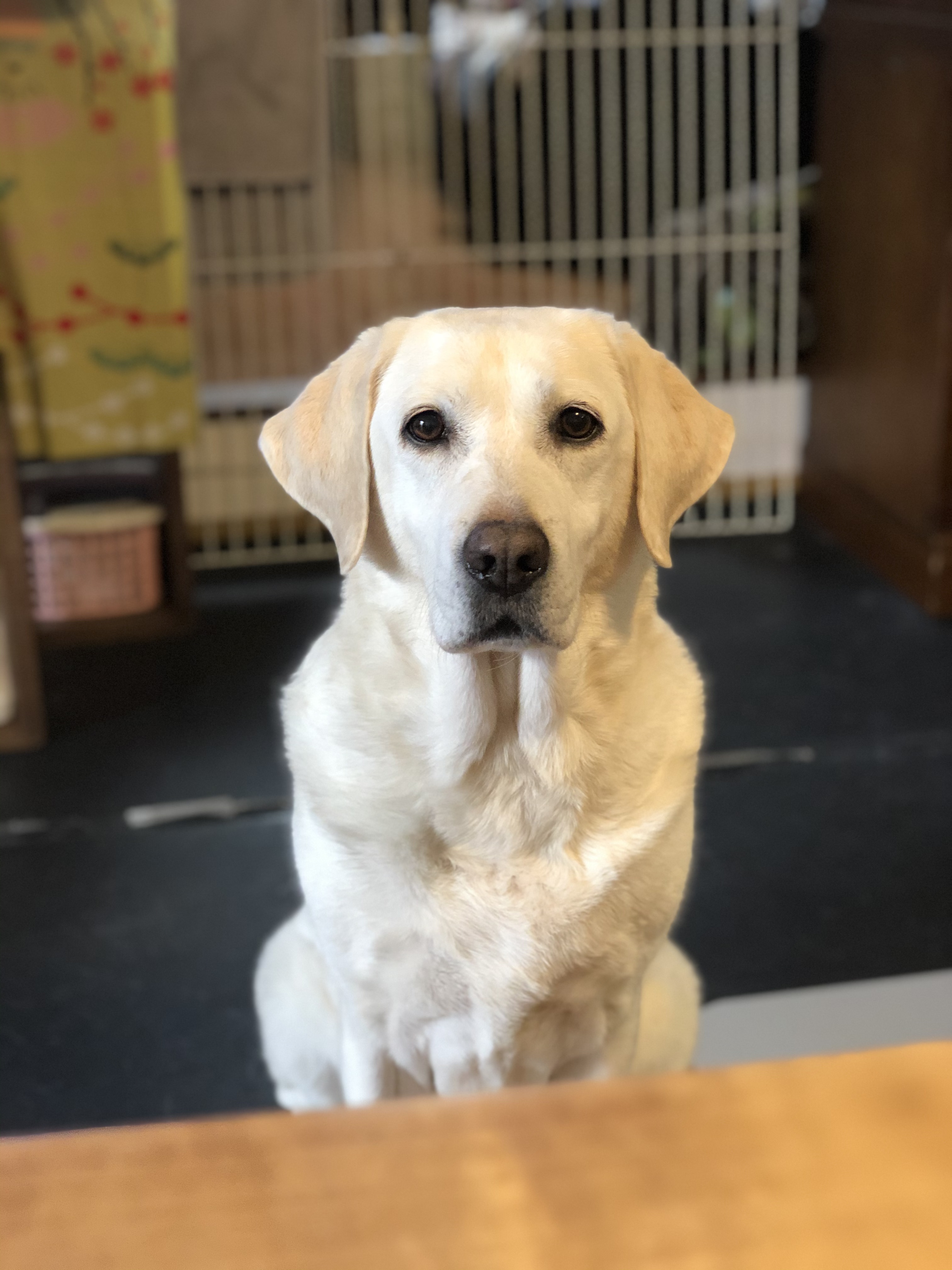 ラブラドール・レトリバー｜犬種｜生食フリーズドライのドッグフード