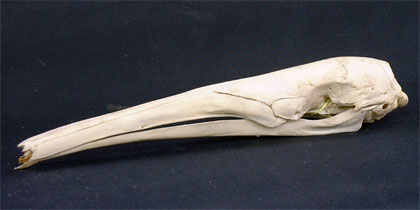 2005年特別陳列～世界の哺乳類の骨格標本と昭和三十年代の大阪の昆虫～