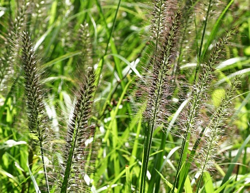 四季の山野草（チカラシバ）