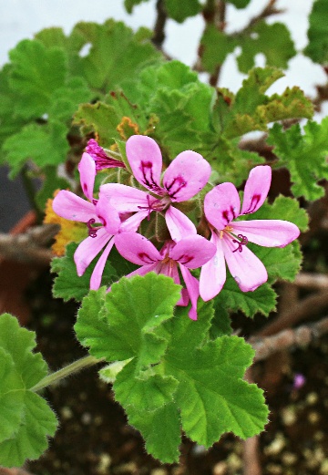四季の山野草（グレープフルーツ ゼラニウム）