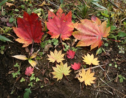 四季の山野草（コハウチワカエデ）