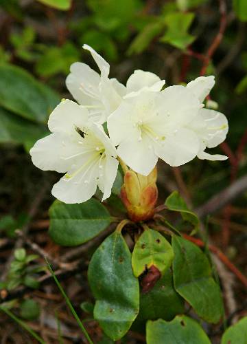 四季の山野草（キバナシャクナゲ）