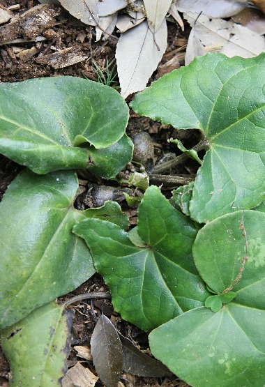 四季の山野草（キンチャクアオイ）