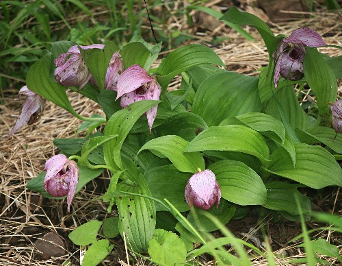 四季の山野草（ホテイアツモリソウ）