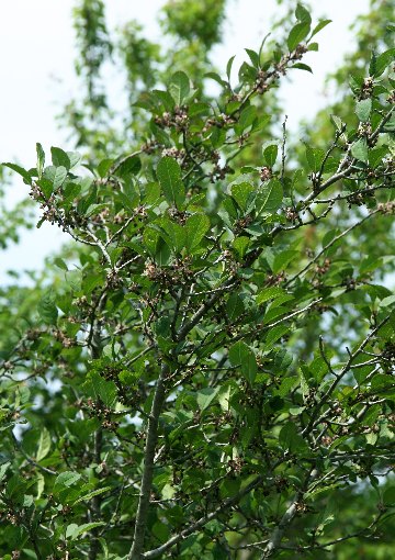 四季の山野草（イヌウメモドキ）