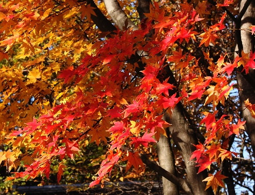四季の山野草（オオモミジ）