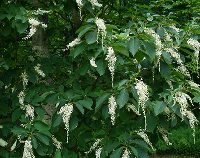 四季の山野草（リョウブ）