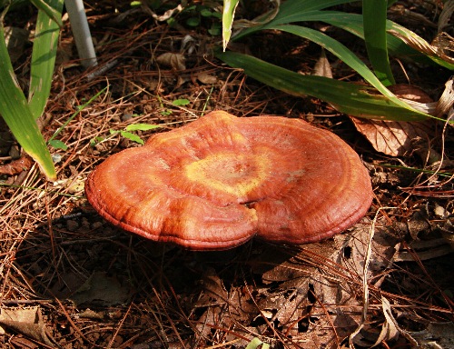 四季の山野草（サルノコシカケ）