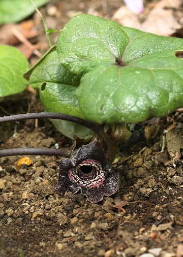 四季の山野草（タマノカンアオイ）