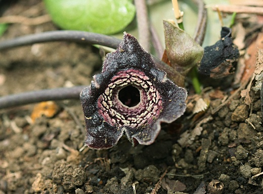 四季の山野草（タマノカンアオイ）