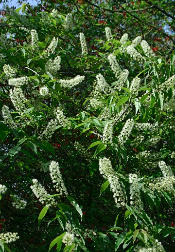 四季の山野草（ウワミズザクラ）