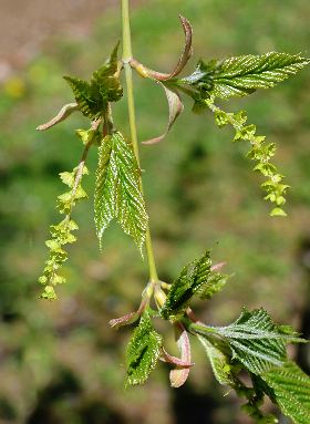 四季の山野草（ウリハダカエデ）