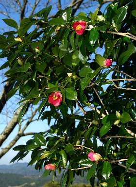 四季の山野草（ヤブツバキ）