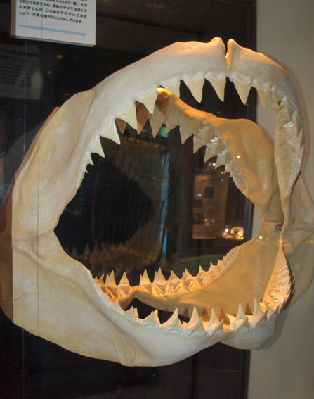 海洋総合辞典 Comprehensive Ocean Dictionary, 特選フォト