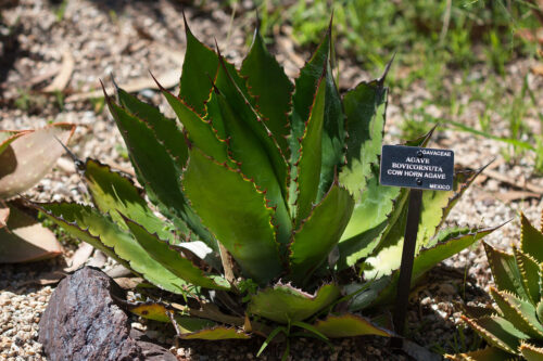 アガベ・ボビコルヌータ ｜Agave bovicornuta | DESERT INC.