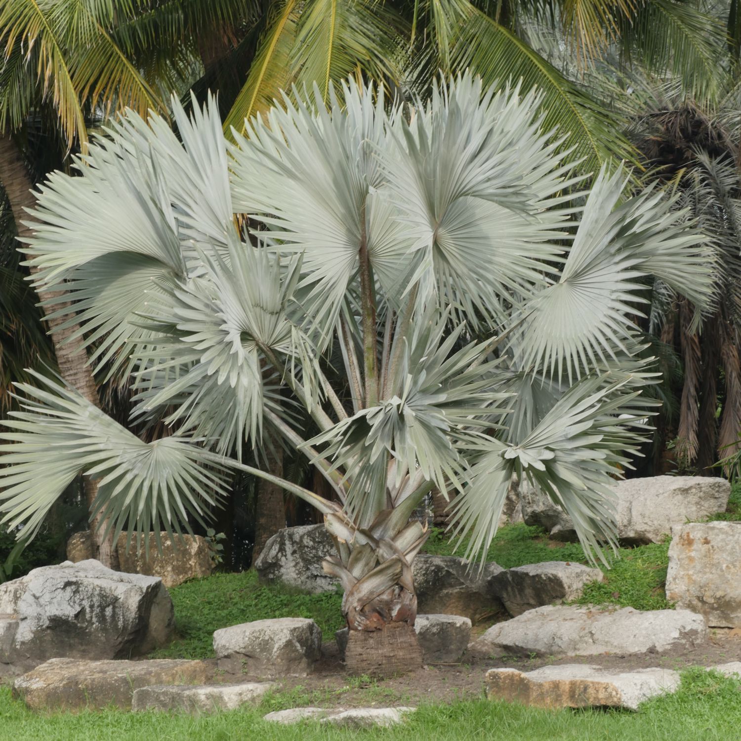 ビスマルキア ノビリス (Bismarck Palm) | DESERT INC.