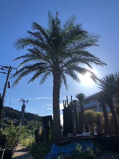 ナツメヤシ｜ Phoenix dactylifera（Date Palm） | DESERT INC.